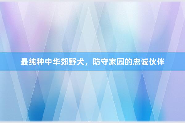 最纯种中华郊野犬，防守家园的忠诚伙伴
